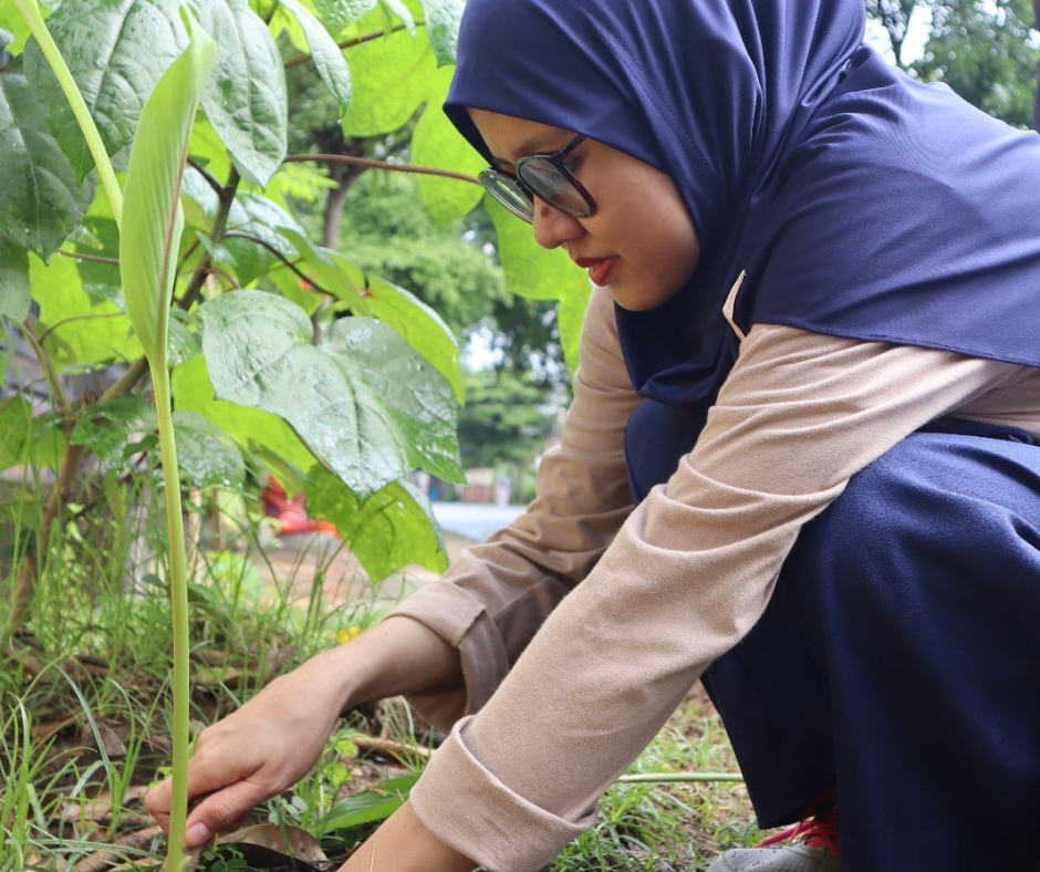 Penanaman Bibit Temu Putih Di RBP